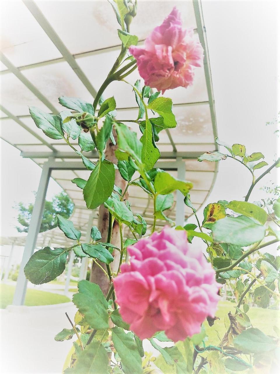 The White Garden Premier Saraburi 호텔 Ban Dao Ruang  외부 사진